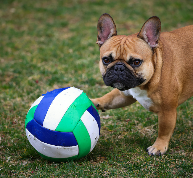 Junior Volleyball Academy